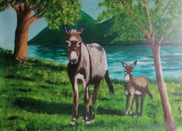 Hobby 46